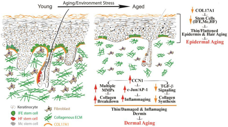 Diagram comparing young and aged skin, showing thinning epidermis, reduced stem cell support, collagen loss, and increased inflammatory signaling.