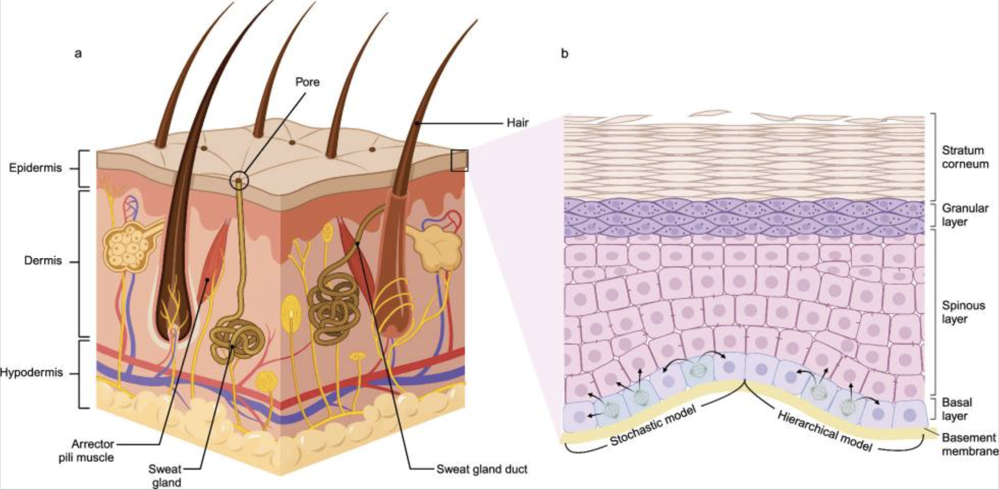 Skin anatomy diagram with epidermis, dermis, and basal stem cell differentiation pathway.