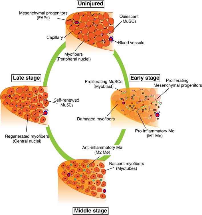 Diagram of skeletal muscle regeneration showing muscle satellite cell activation, inflammatory macrophages, and progression from myofiber damage to regeneration.