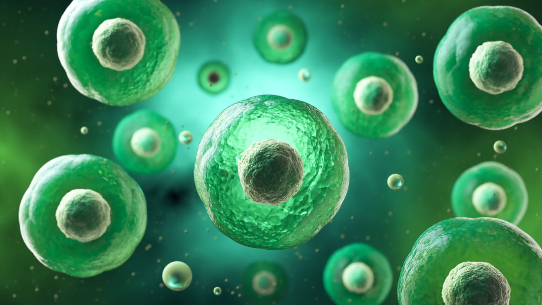 Senolytic Effects of HIIT: How Exercise Targets Senescent Cells in Muscle