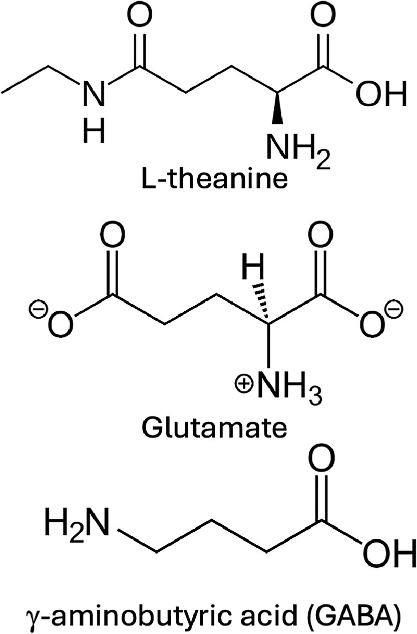 Alt text: Chemical structures of L-theanine compared with glutamate and GABA, illustrating how structural similarity to glutamate helps explain key L-theanine benefits for focus and cognitive performance.