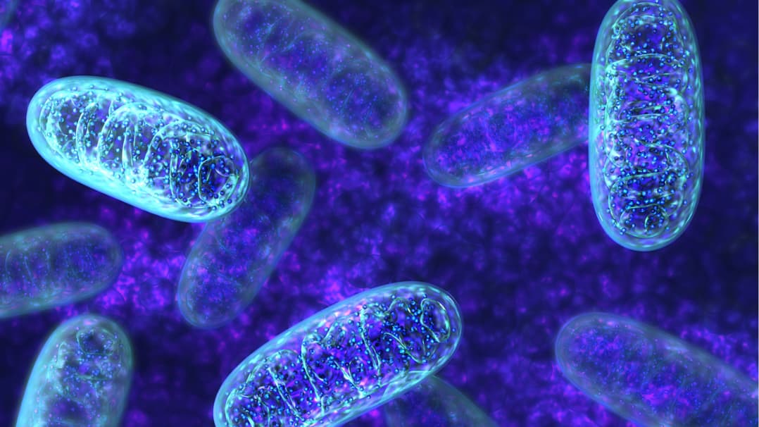 What Is NR And Why It Matters For Mitochondrial Health