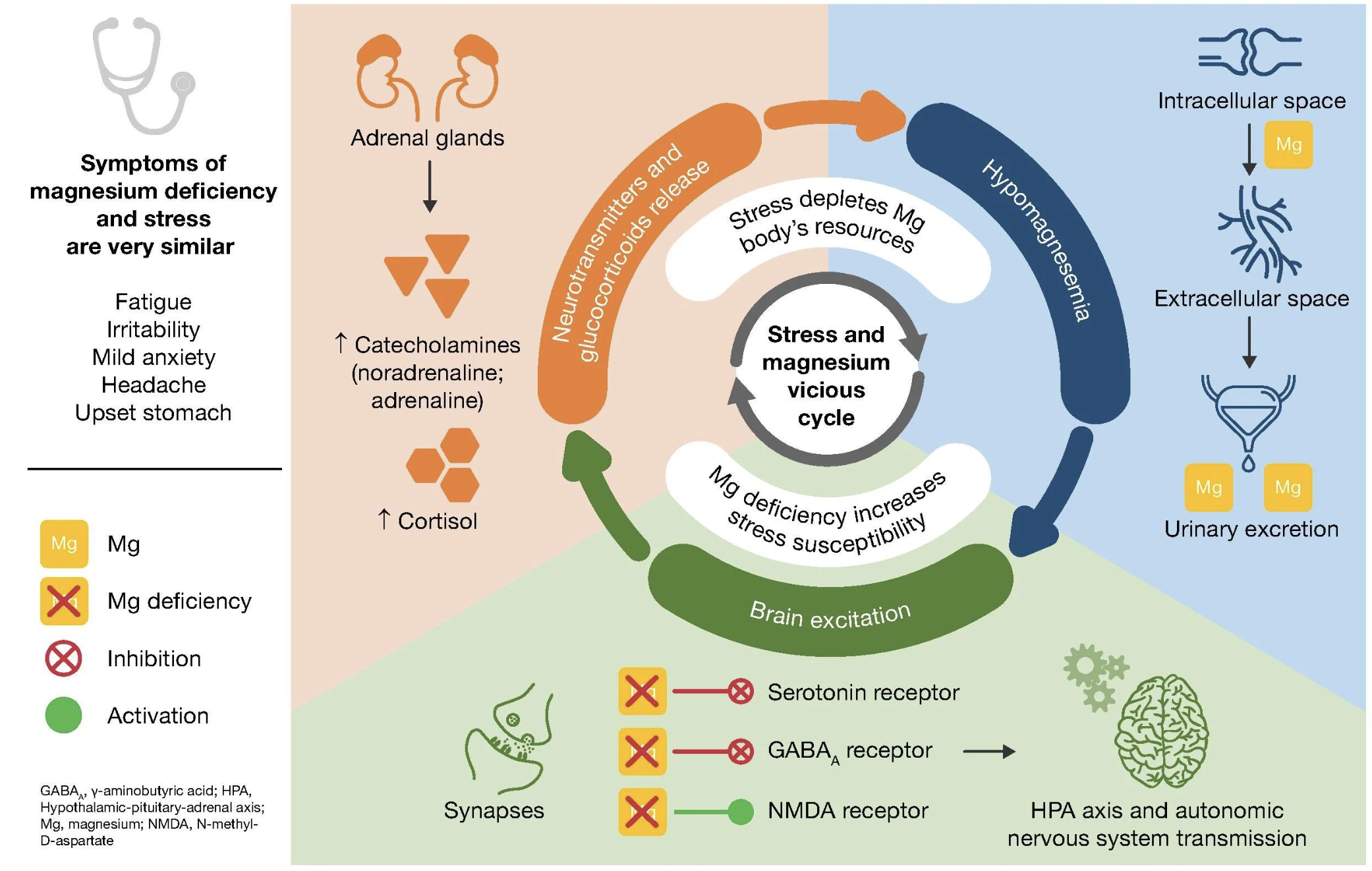 Illustration of the stress–magnesium cycle: cortisol release raises glutamate, reduces GABA(A) receptor function, increases brain excitation, and accelerates magnesium loss through hypomagnesemia and urinary excretion.