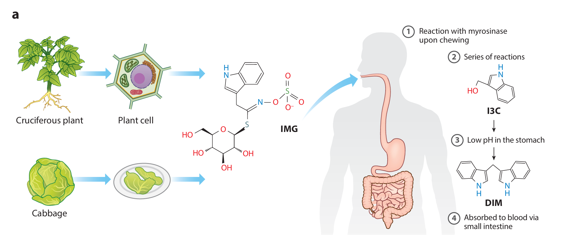 Diagram showing how cruciferous vegetables such as cabbage produce DIM:. Chewing activates myrosinase, converting glucobrassicin into indole-3-carbinol (I3C), which forms diindolylmethane (DIM) in the acidic stomach before absorption in the small intestine.