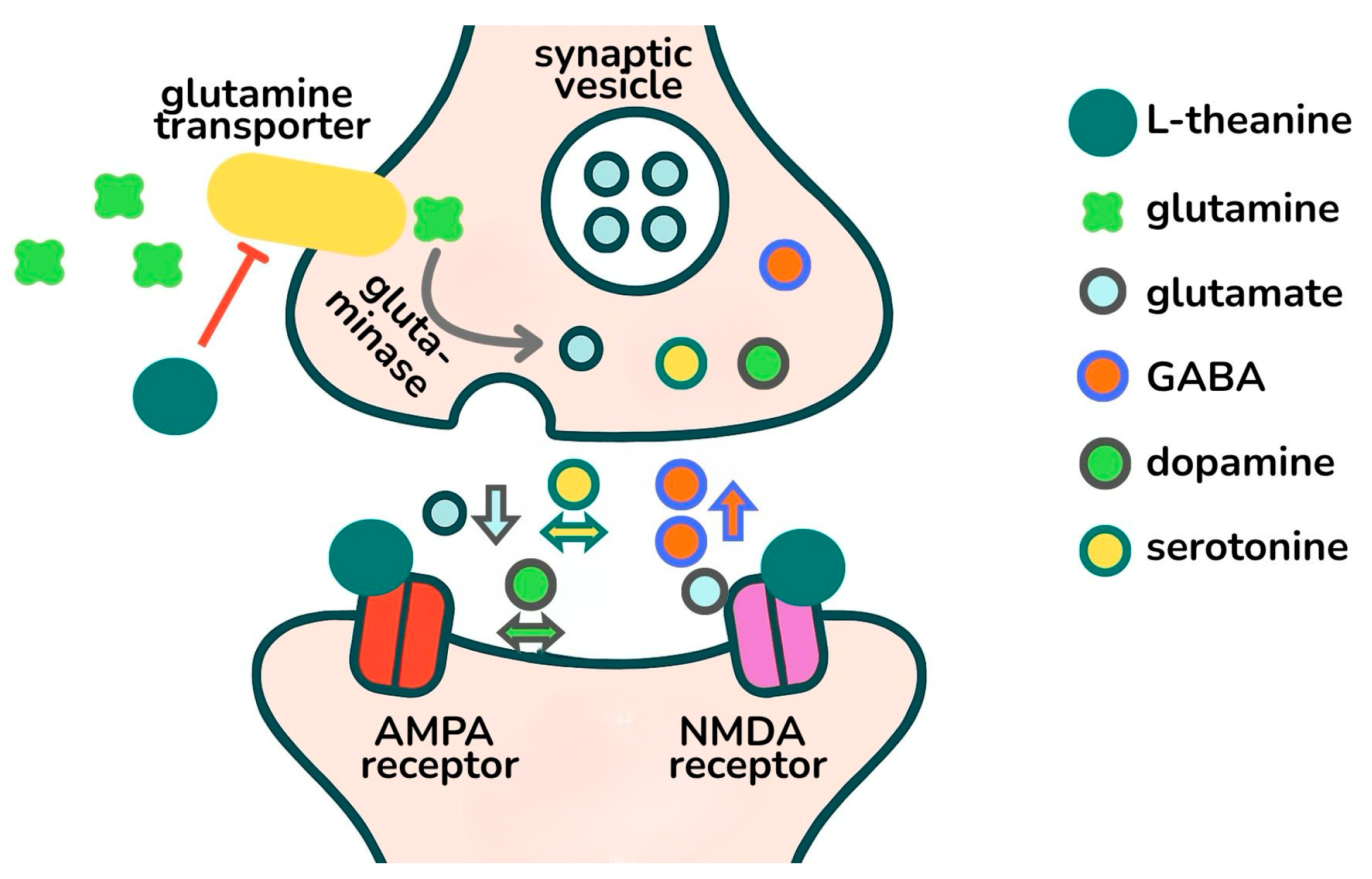 Diagram showing how L-theanine modulates glutamate, GABA, and dopamine signaling at AMPA and NMDA receptors to support focused attention and cognitive performance.