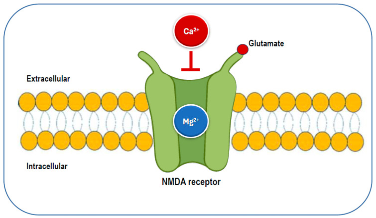Diagram showing magnesium inside the NMDA receptor, controlling calcium entry and supporting learning, neuroplasticity, and overall brain health.